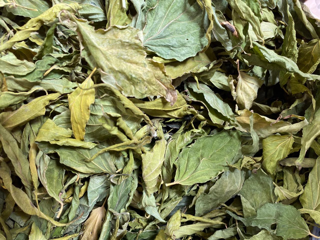 Daun Dandang Gulo/Gendhis - Clinacanthus nutans Leaves (Dried and Powder)