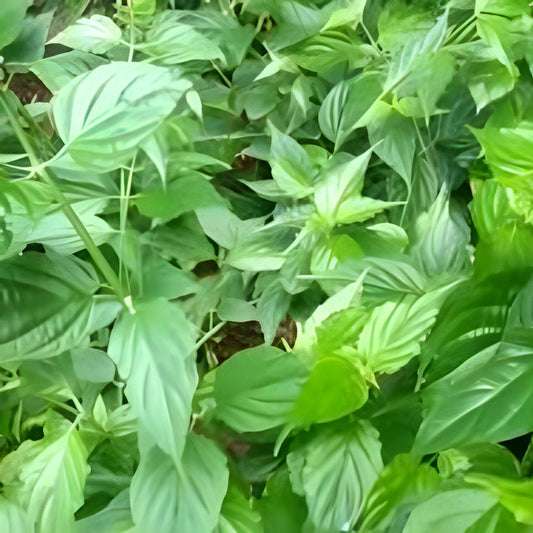 Daun Dandang Gulo/Gendhis - Clinacanthus nutans Leaves (Dried and Powder)