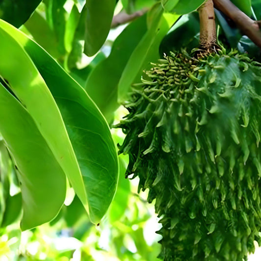 Daun sirsak (Soursop Leaves) Dried and Power