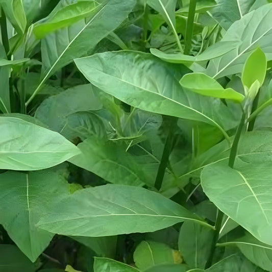 Daun Afrika - Vernonia amygdalina Leaf (Dried and Powder)