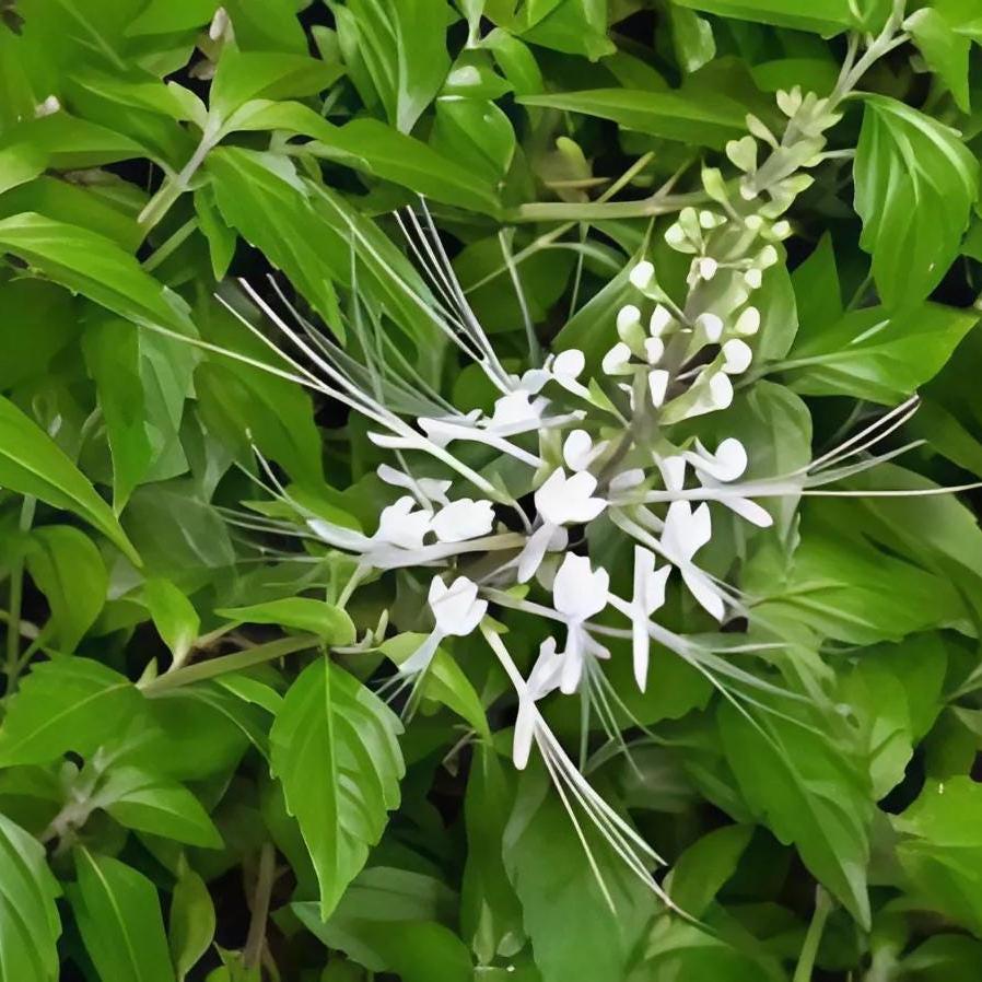 Daun Kumis Kucing - Orthosiphon aristatus Leaf (Dried and Powder)