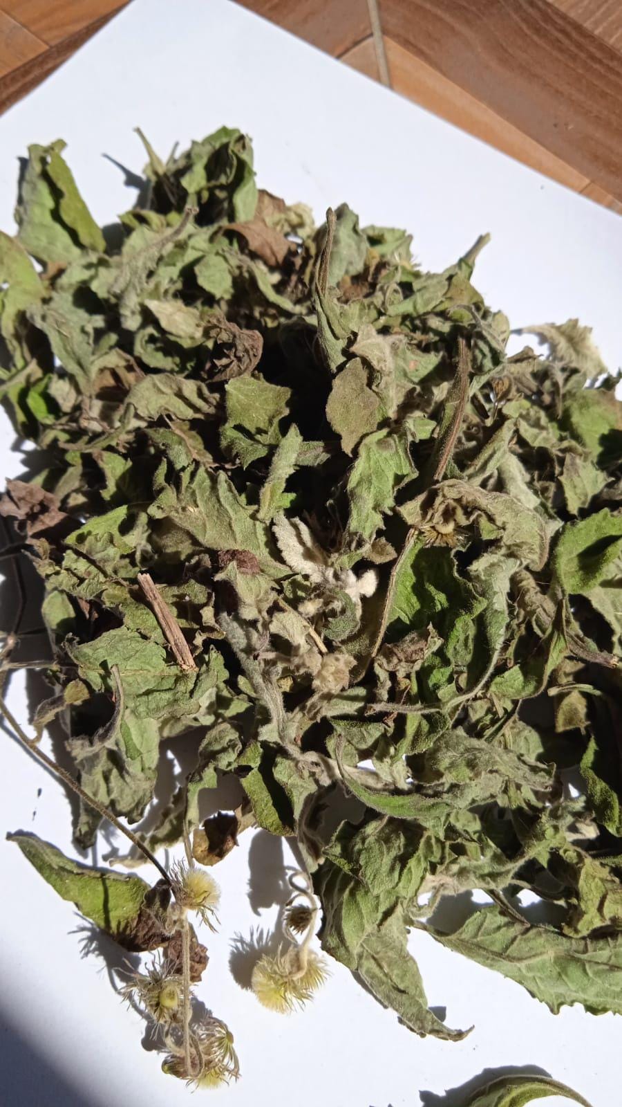 Daun Sembung Kuwuk - Blumea Lacera Leaf (Dried and Powder)
