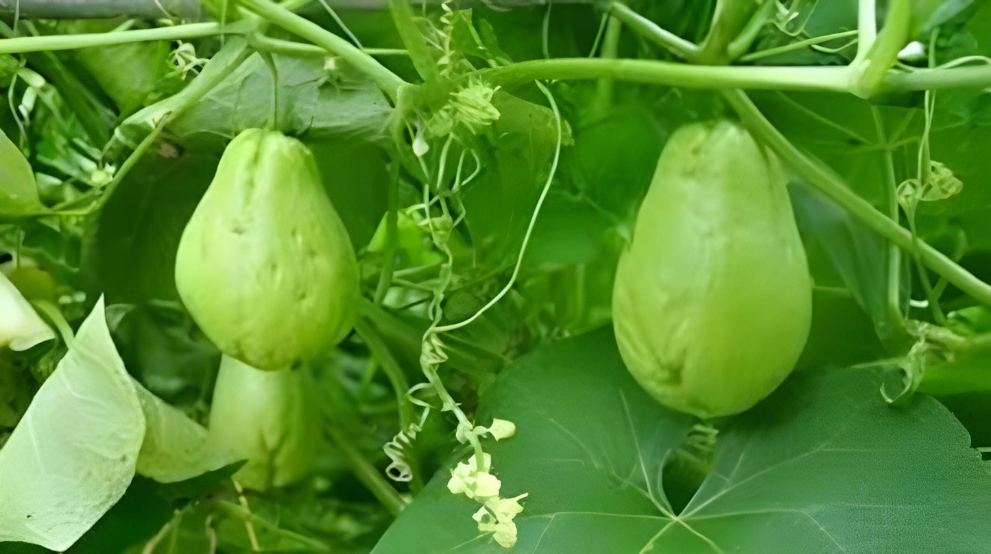 Labu siam - Sechium Edule (Dried and Powder)